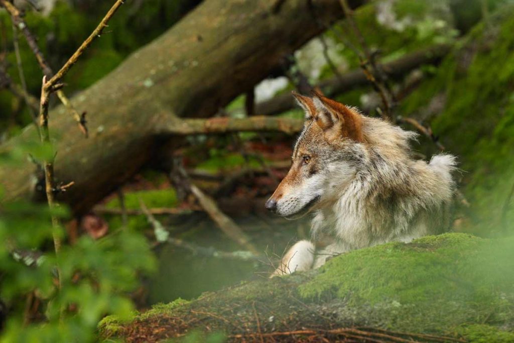loup dans la somme
