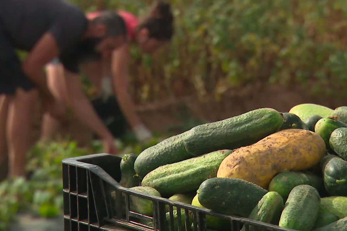 cornichon picardie