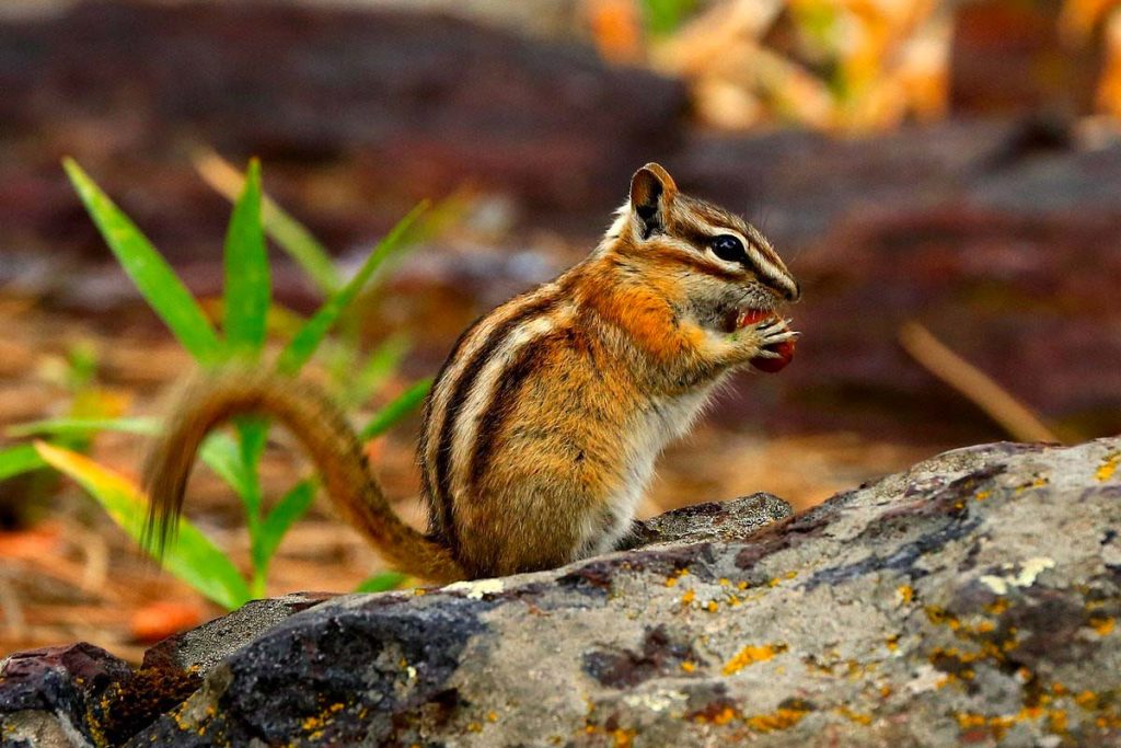 ecureuil de coree oise