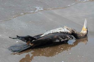 grippe aviaire mers les bains