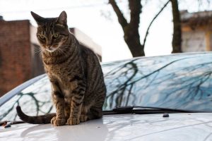 chat coincé sous le capot d'une voiture à Abbeville