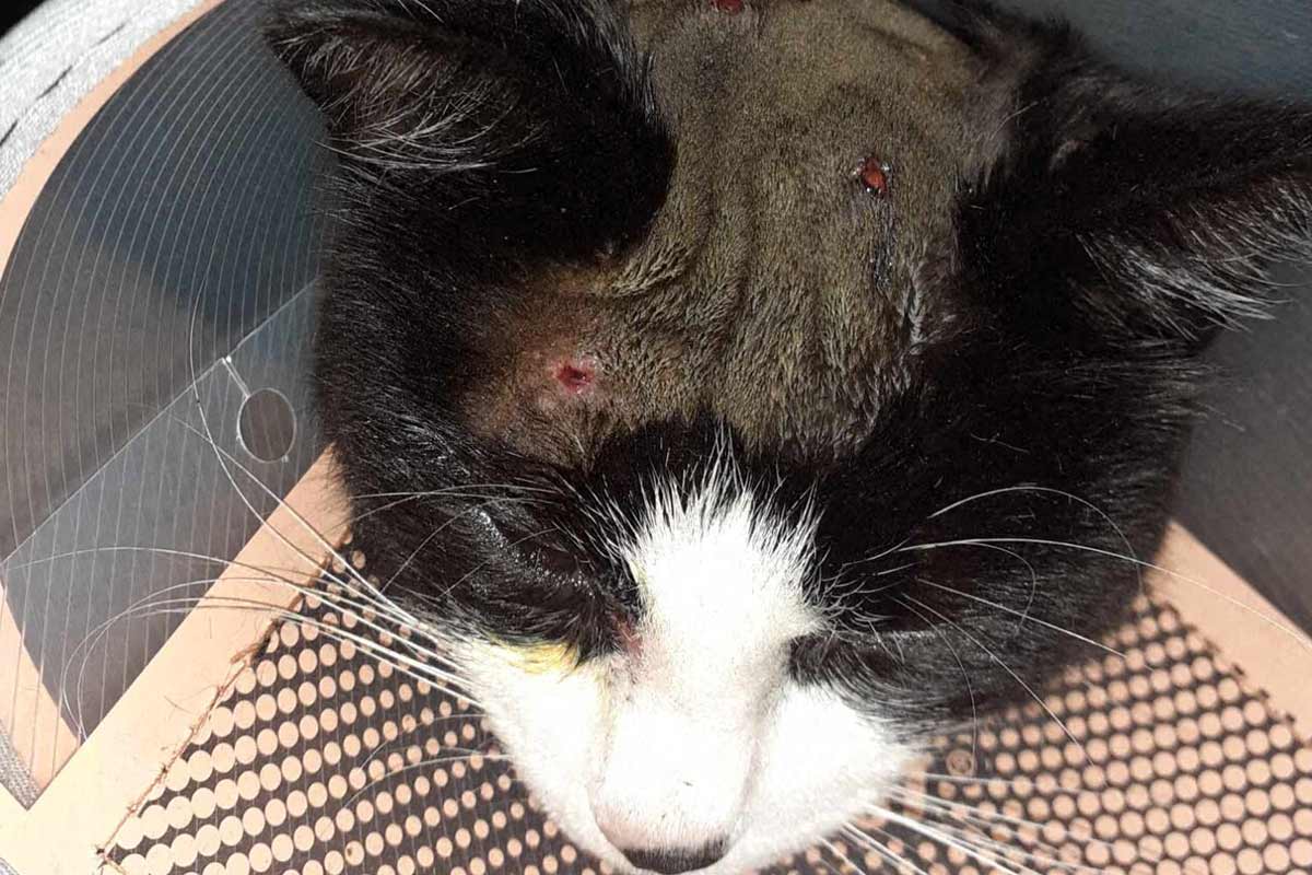 un chat crible de plombs dans l oise