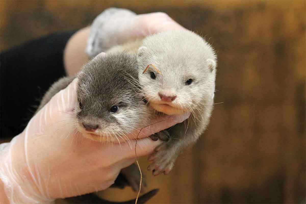Quel est le nom des bébé loutres d'Amiens ?
