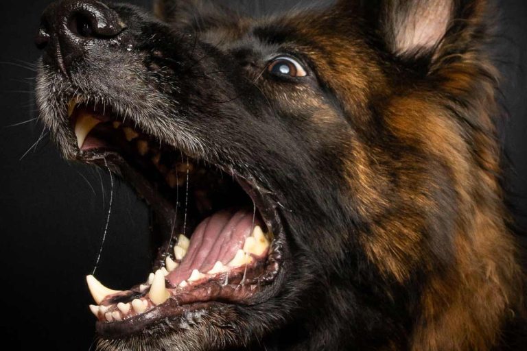 puzeaux berger malinois