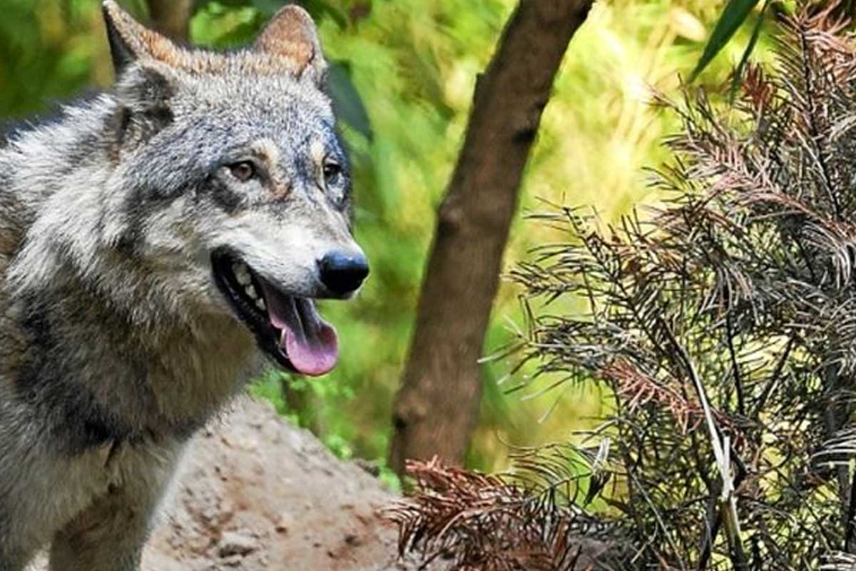 alerte au loup dans aisne