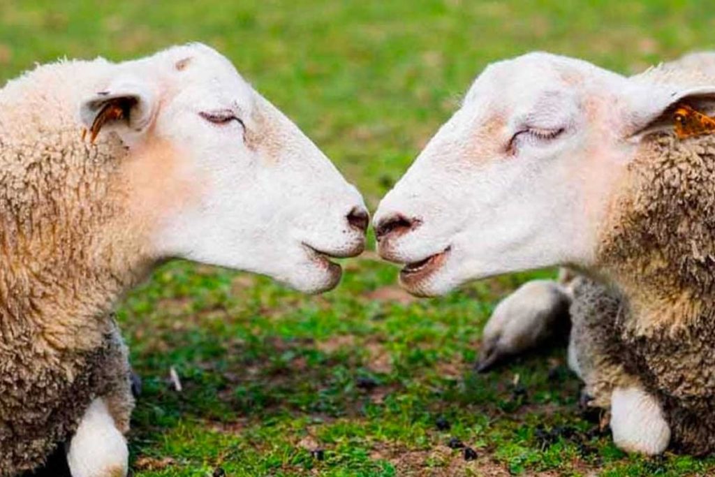 auger saint vincent moutons