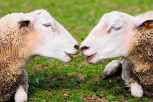 auger saint vincent moutons