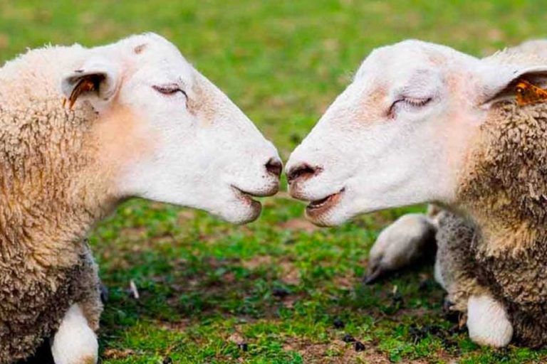 auger saint vincent moutons