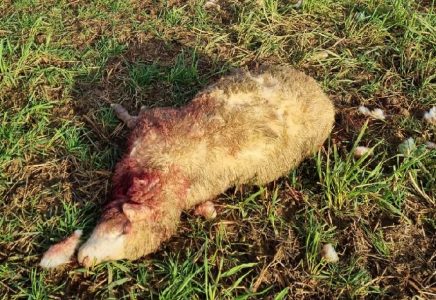 auger saint vincent moutons attaque