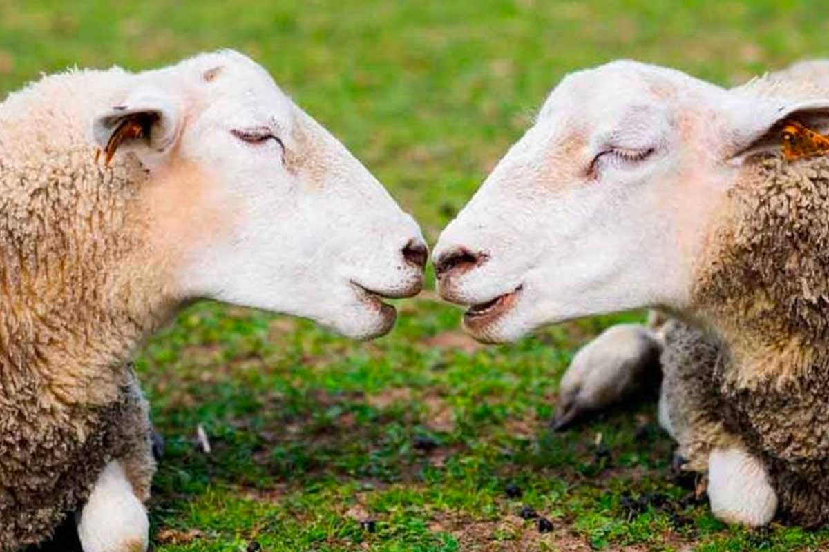auger saint vincent moutons