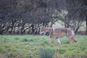 loup ou chien somme