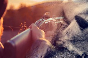 il tire sur un chien ermenonville