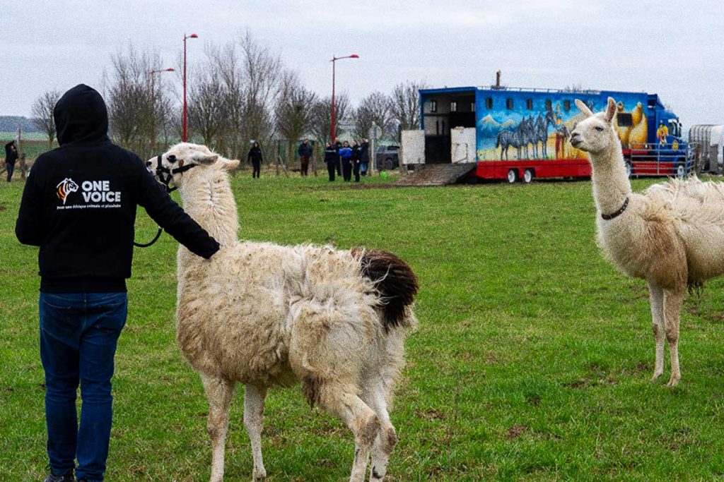 sauvetage animaux cirque oise