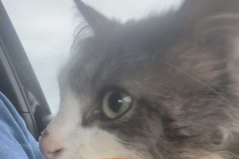 shoei chat