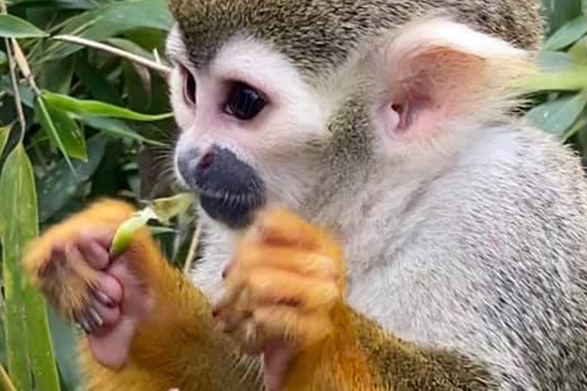 singe vole beauvais