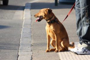 amendes crottes de chien