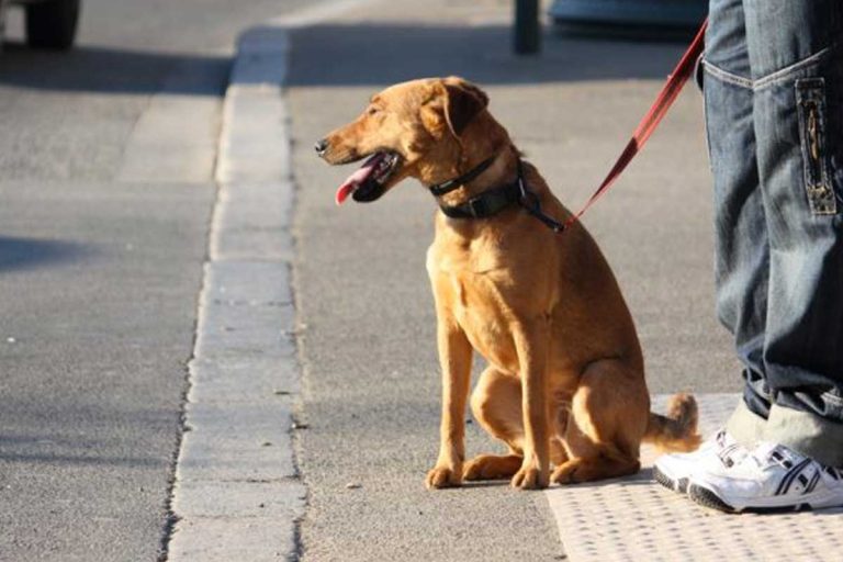 amendes crottes de chien
