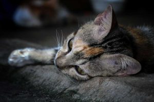 chat cannibale somme