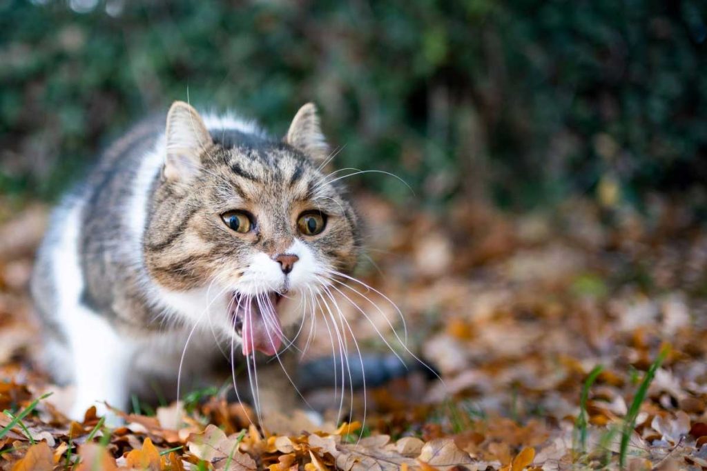chat poison