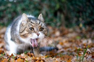 chat poison
