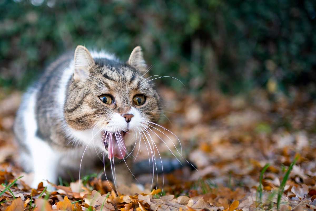 chat poison