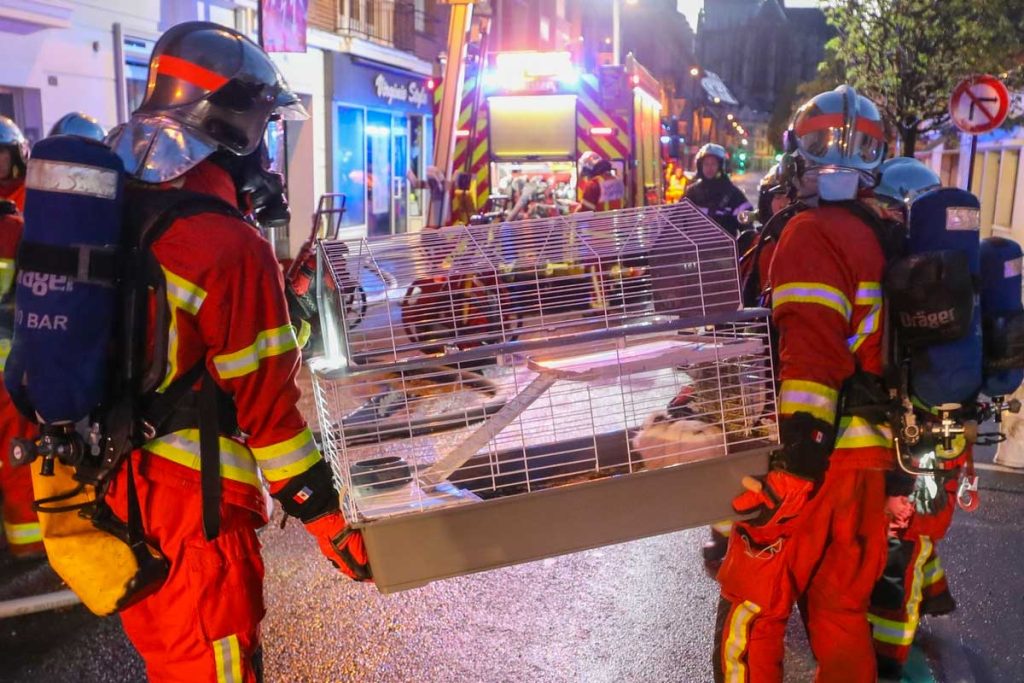 evacuation animaux pompiers