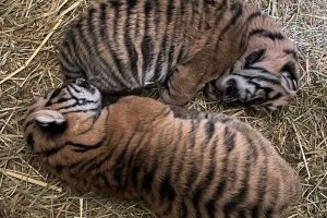 2 tigres de sumatra zoo amiens