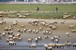 agneaux baie de somme