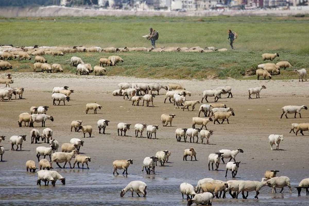 agneaux baie de somme