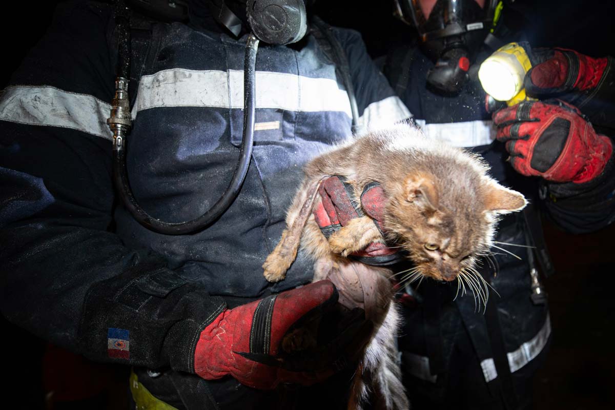 chats sauves incendie