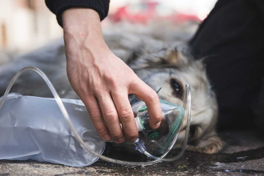 chien sous oxygene amiens