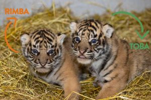 nom tigre sumatra zoo amiens