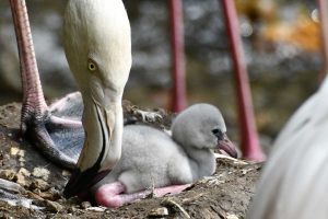 bebe flamant rose