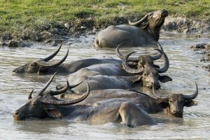 buffles eau marquenterre