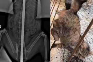 chat empale barre de fer