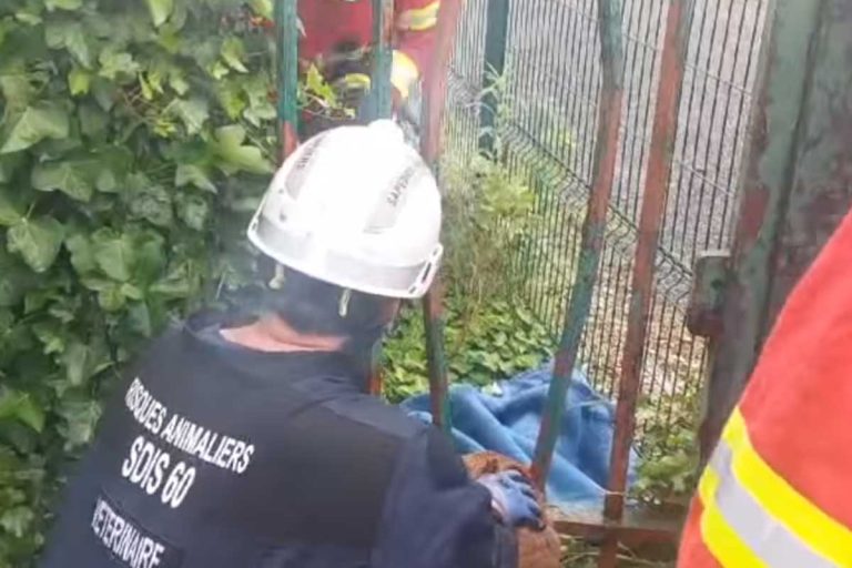 chevreuil sauve par les pompiers