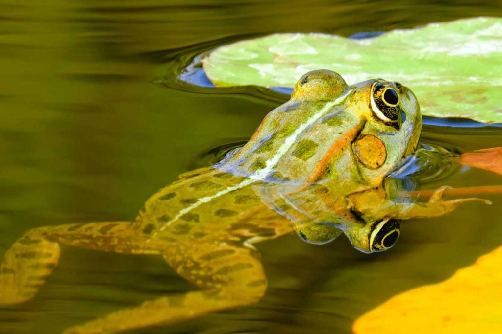 decouverte grenouille beauvais