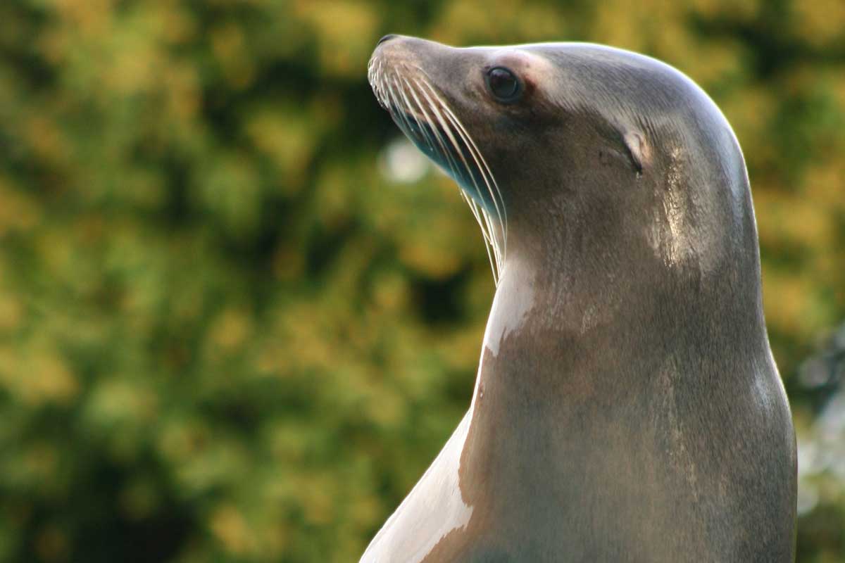 flora otarie zoo amiens