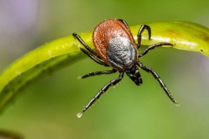 maladie de lyme
