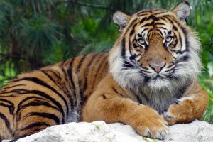 pasai zoo amiens