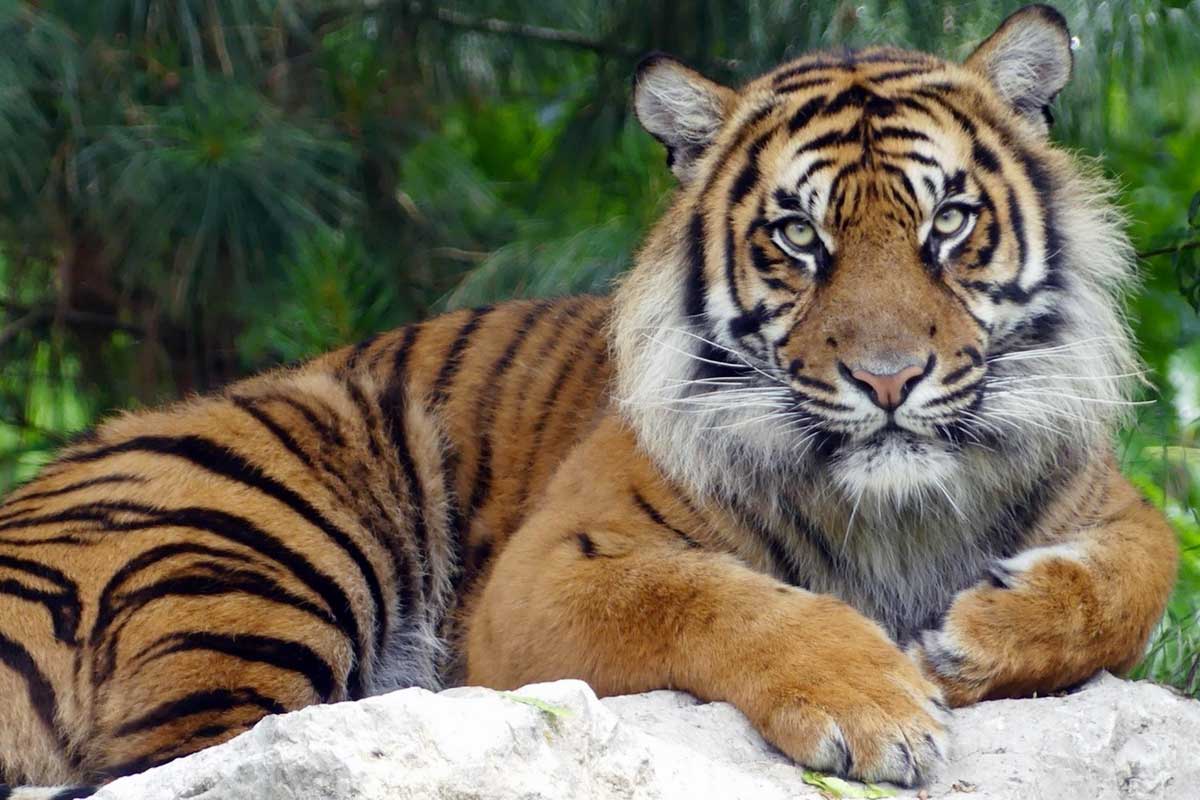 pasai zoo amiens
