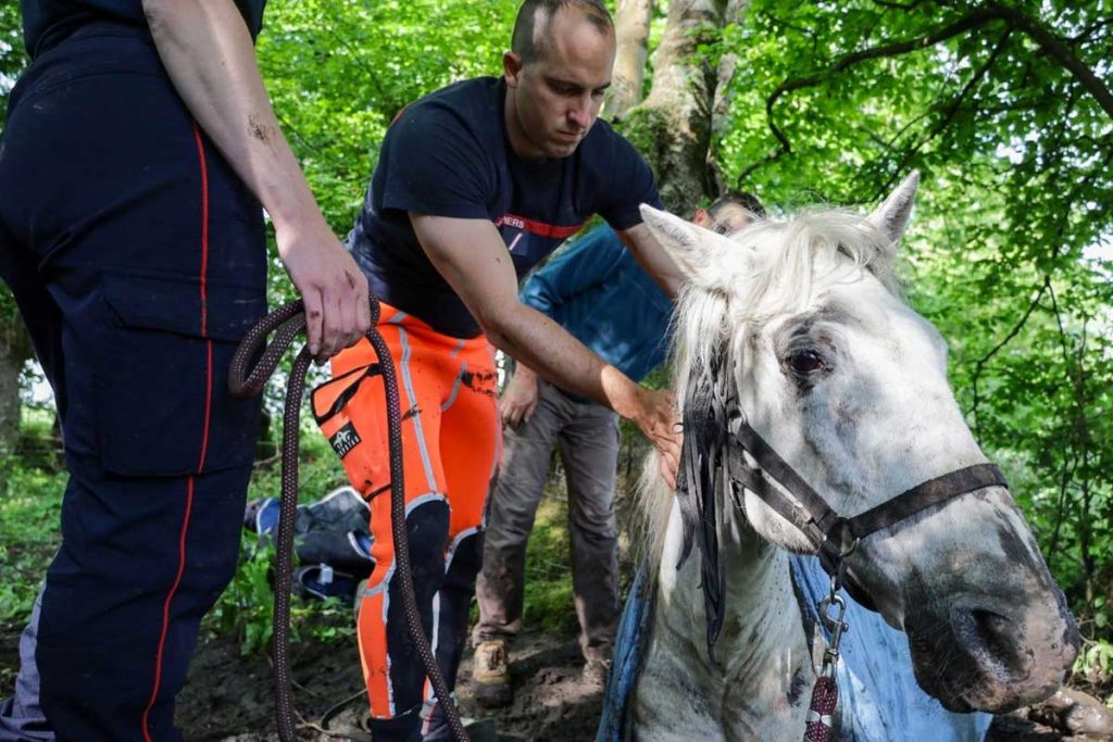 sauvetage cheval
