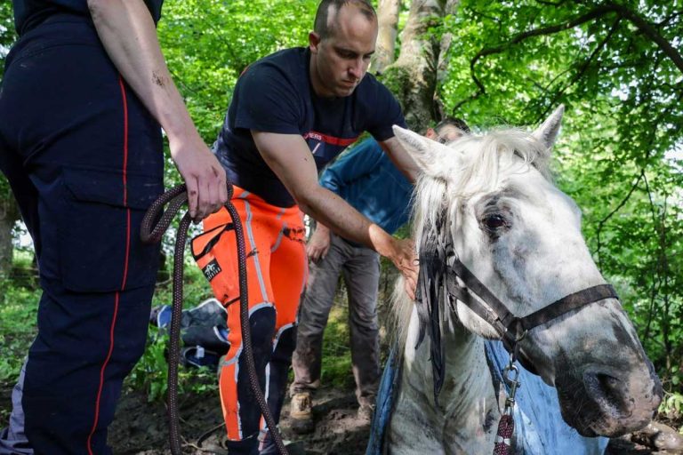sauvetage cheval