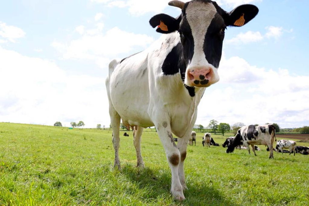 vache
