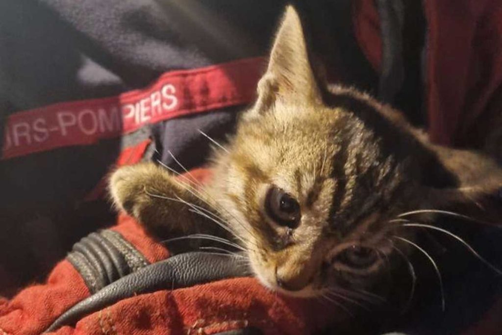 chaton sauva a chambly par les pompiers