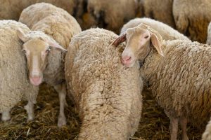 moutons