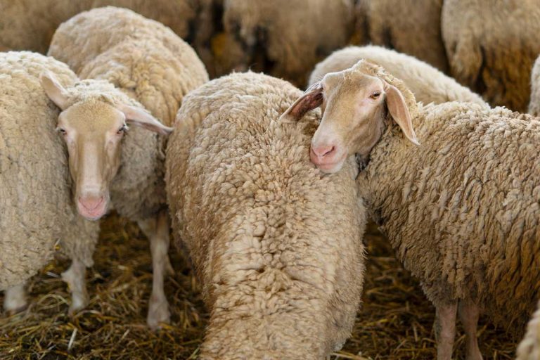 moutons