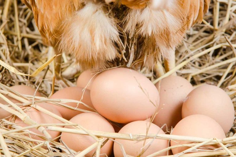 oeufs contamines oise