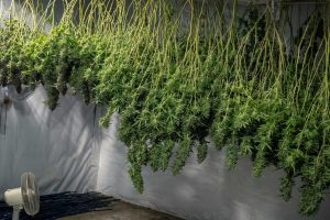 cannabis sechage