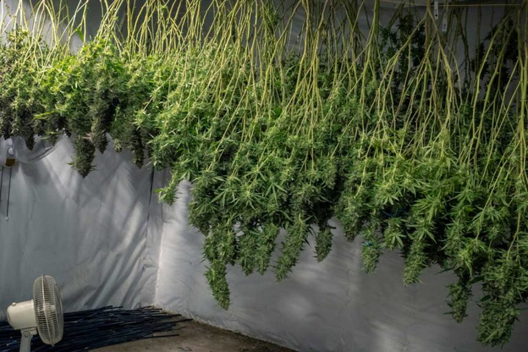 cannabis sechage